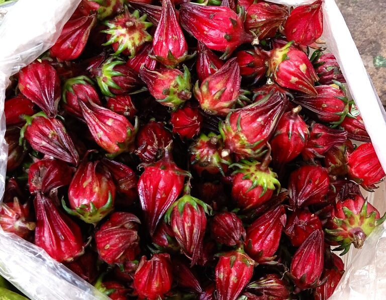Fresh red roselle (Hibiscus sabdariffa) calyces