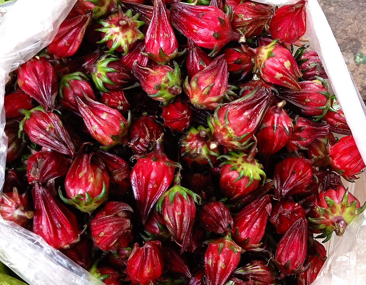 Fresh red roselle (Hibiscus sabdariffa) calyces