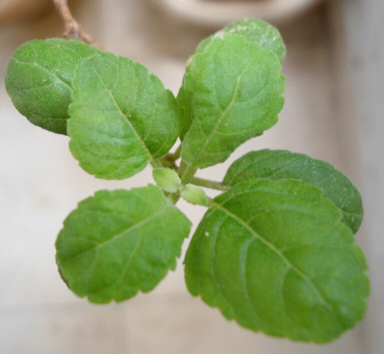 Holy Basil (Tulsi): (Ocimum tenuiflorum) Tulasi foliage
