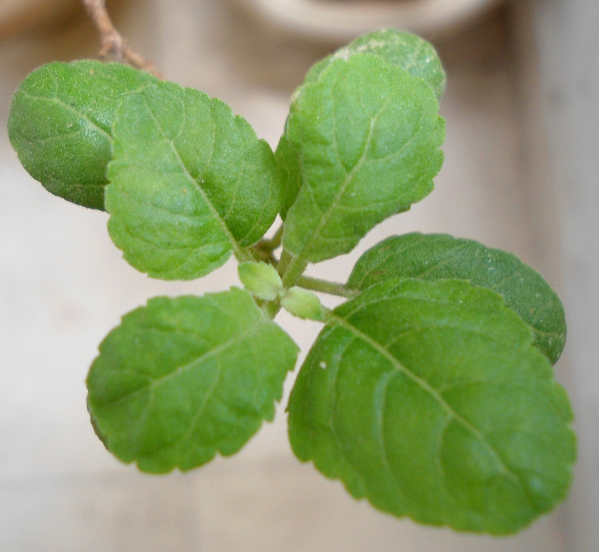 Holy Basil (Tulsi): (Ocimum tenuiflorum) Tulasi foliage