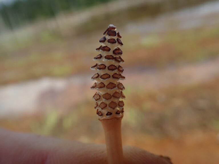 Horsetail: Equisetum arvense