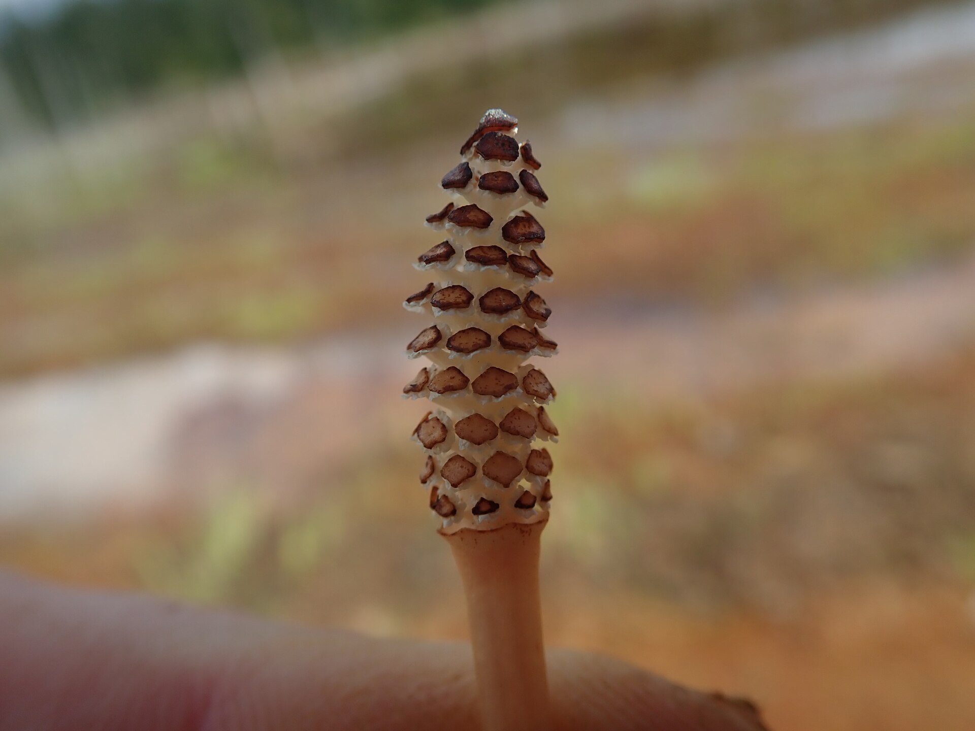 Horsetail: Equisetum arvense