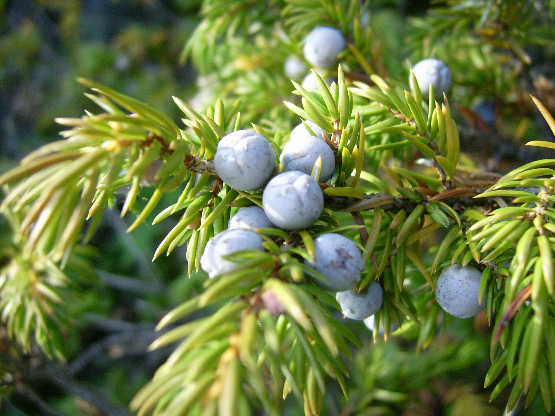 Blue juniper berries on a common juniper branch