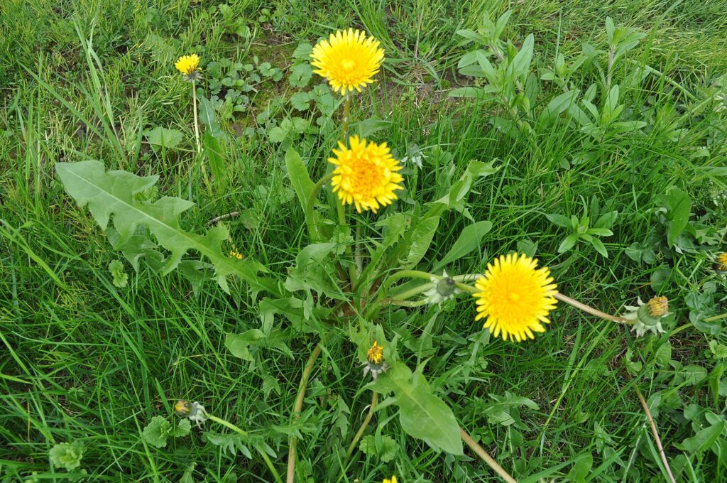 Dandelion plants with yellow flowers and green leaves in grass