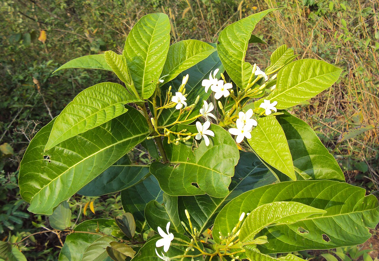 Kutaja (Holarrhena pubescens) shrub with white flowers and broad green leaves