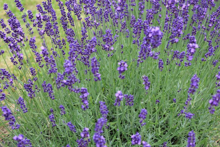 Purple English lavender flowers in bloom