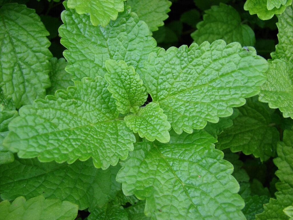 Bright green crinkled lemon balm leaves