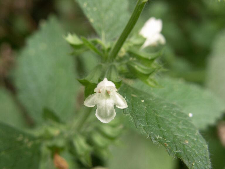 Lemon Balm: Melissa officinalis, Beechview, 2024 07 04