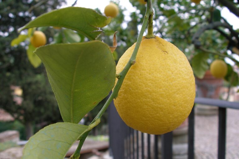 Lemon: Lemon, Lemon tree, Florence, Italy