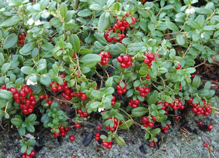 Red lingonberries on low green shrubs