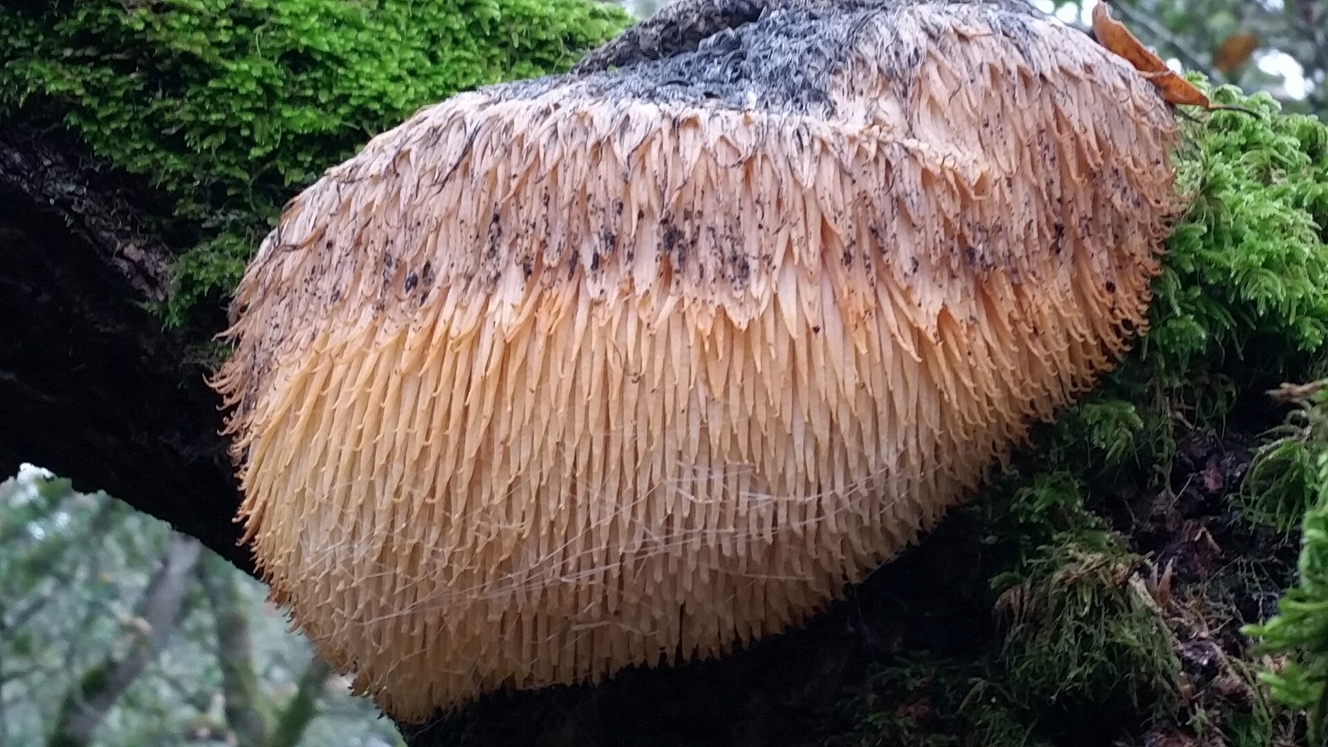 Lion’s Mane Mushroom: Hericium erinaceus
