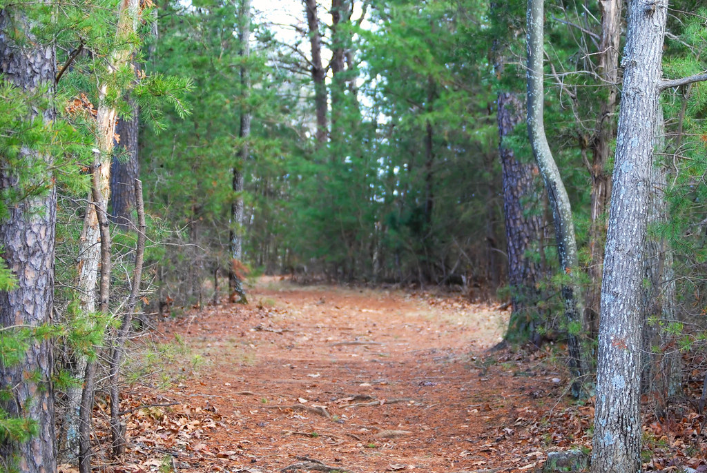 A quiet dirt trail winding through a green pine forest