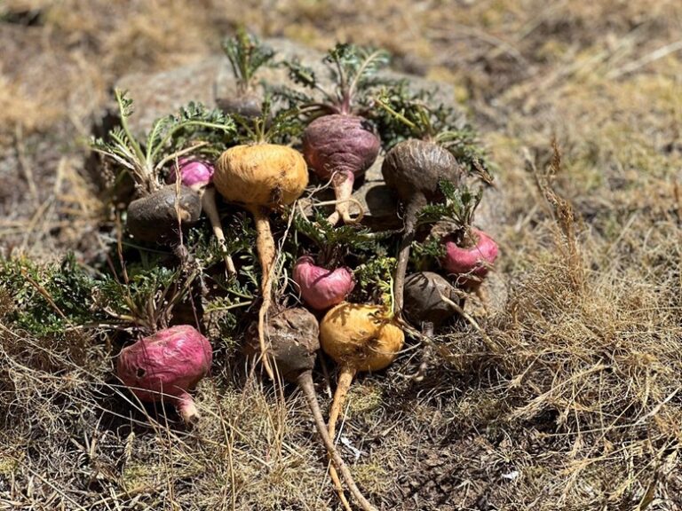 Freshly harvested maca roots in black, red, yellow and purple, with their leafy tops, on dry grass