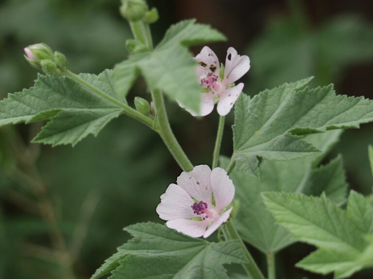 Marshmallow Root: Althaea officinalis, 2021 07 04, Bethel Park,