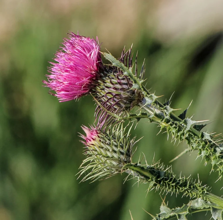 Milk thistle flower in bloom