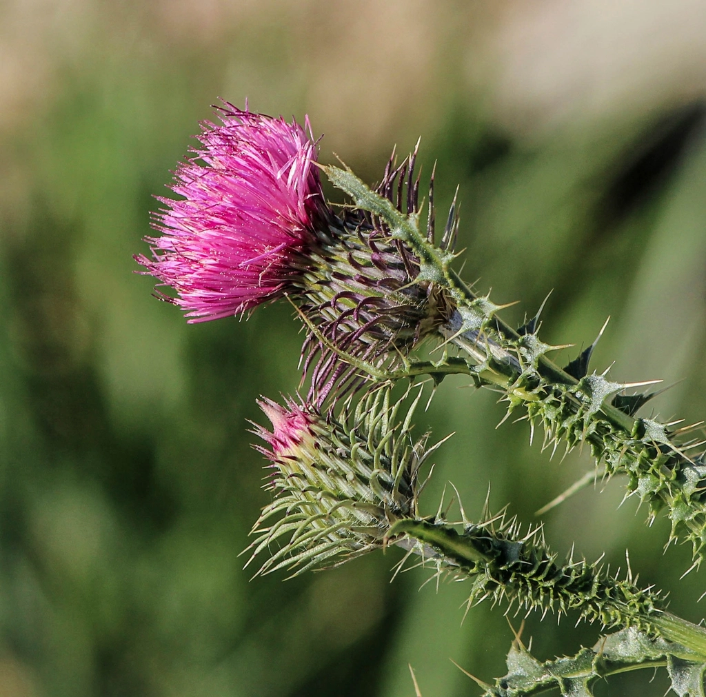 Milk thistle flower in bloom