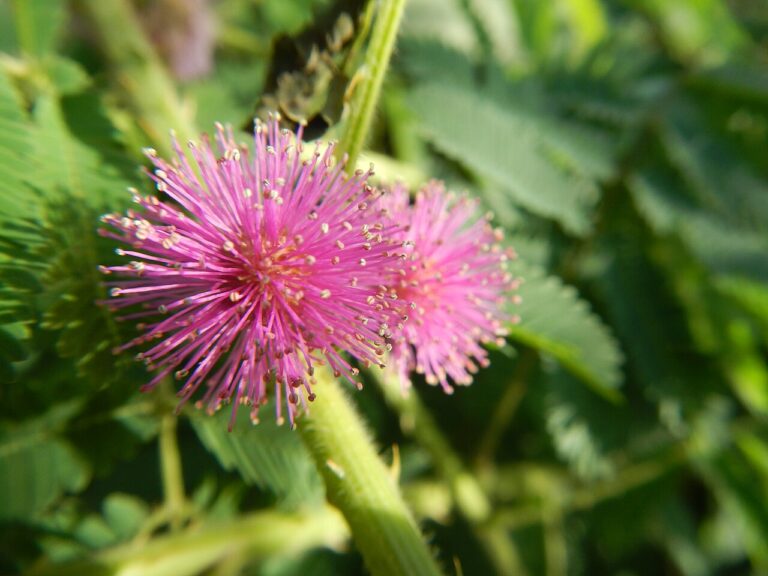 Pink, fluffy round flowers and feathery leaves of the sensitive plant, Mimosa pudica