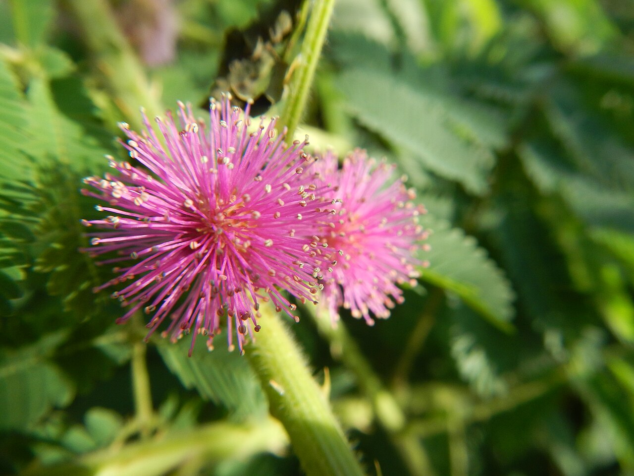 Pink, fluffy round flowers and feathery leaves of the sensitive plant, Mimosa pudica