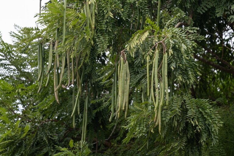 Moringa: Moringa oleifera in Bosque Alemao