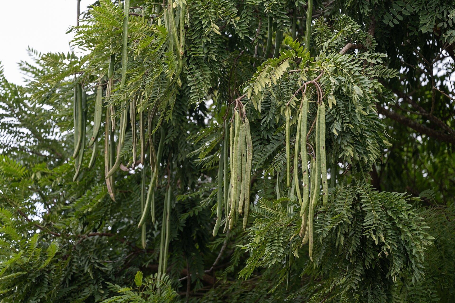 Moringa: Moringa oleifera in Bosque Alemao