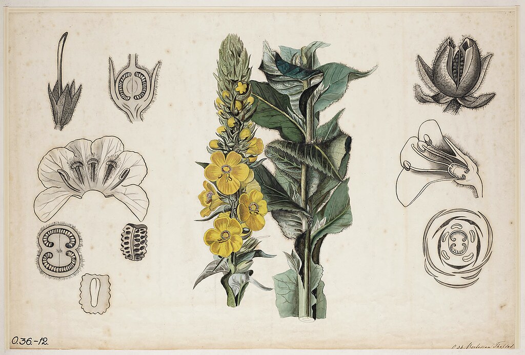 Botanical illustration of mullein