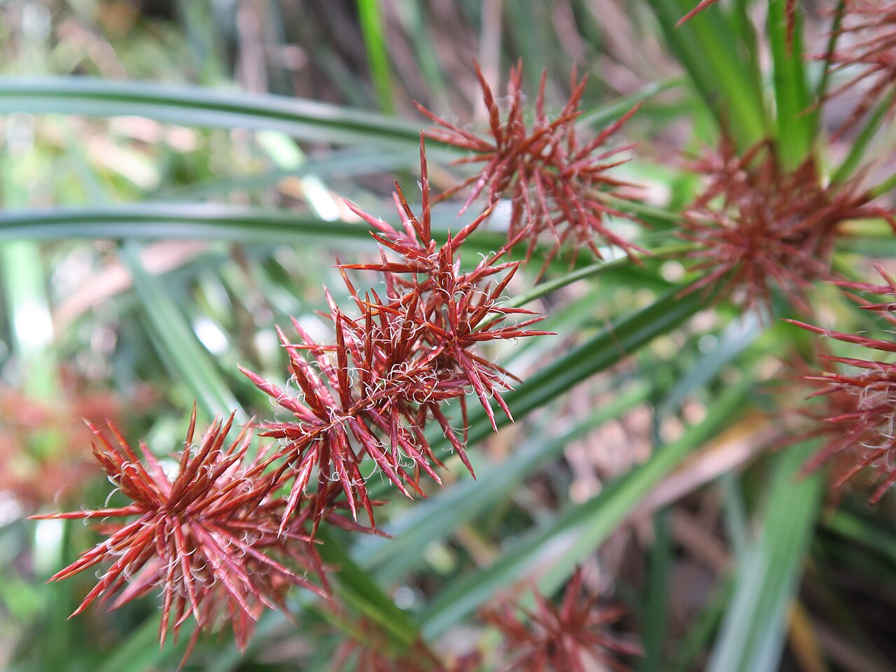Reddish-brown flower spikes of nut grass (Cyperus rotundus)
