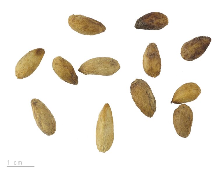 Neem: Azadirachta indica MHNT.BOT.2007.40.124