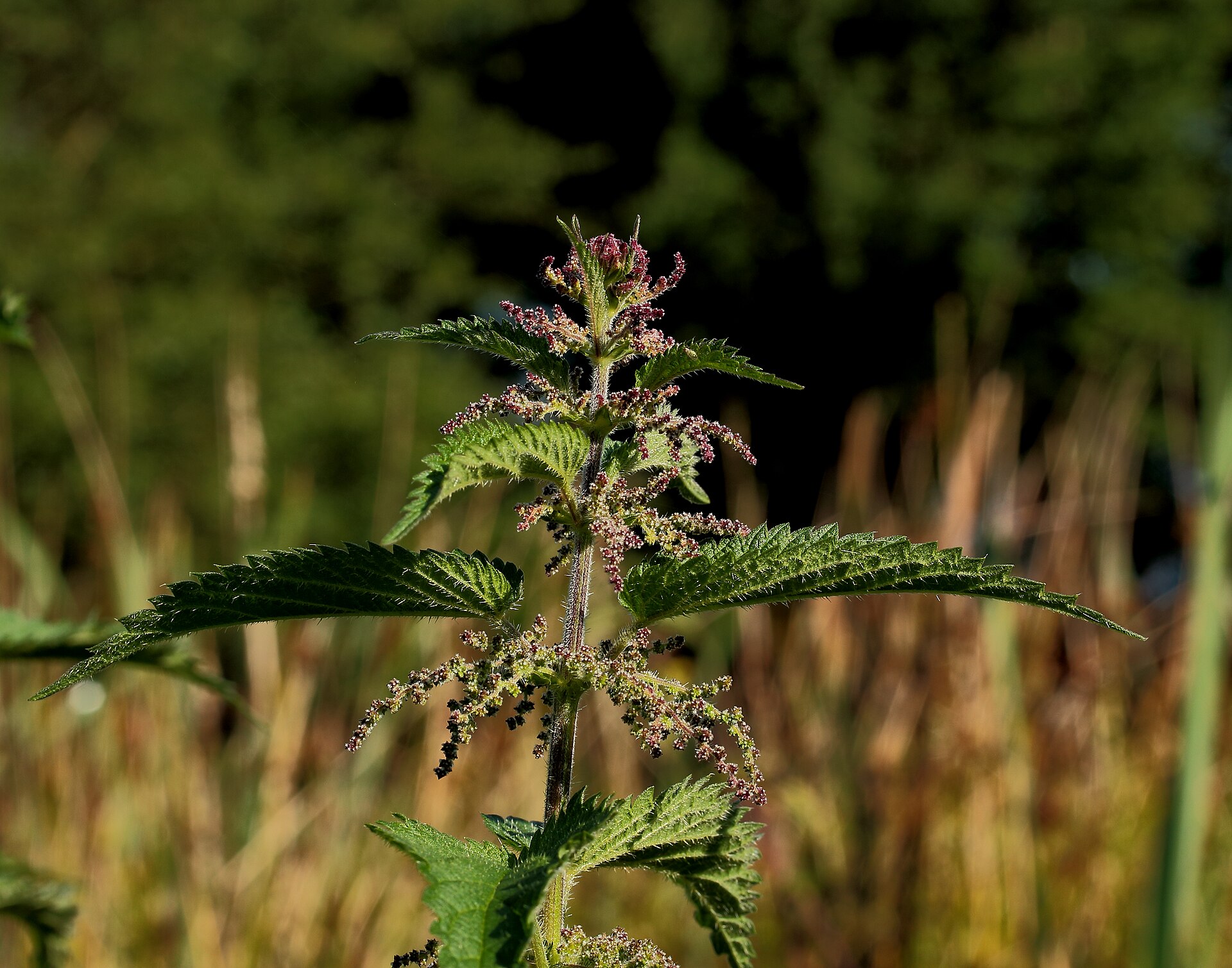 Nettle: Brandnetel, Urtica dioica, Locatie, Famberhorst