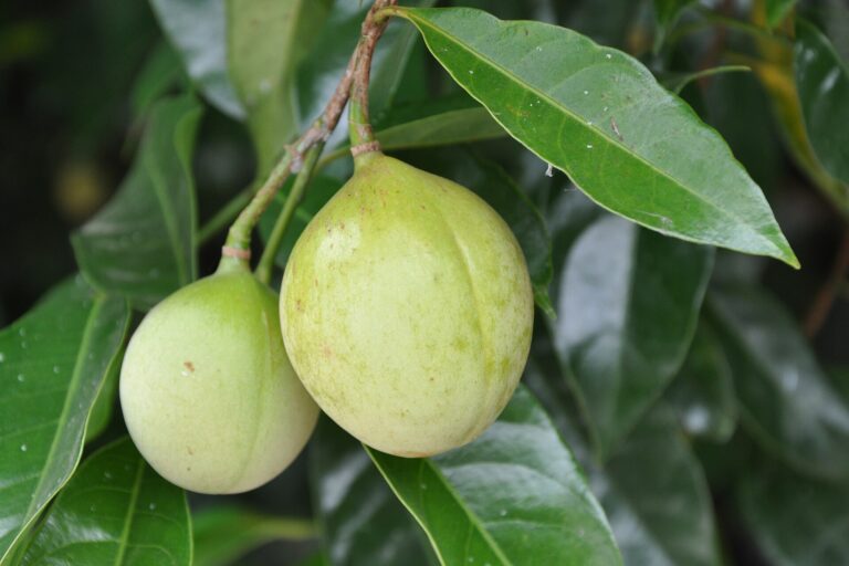 Nutmeg fruits hanging among glossy leaves on a Myristica fragrans tree