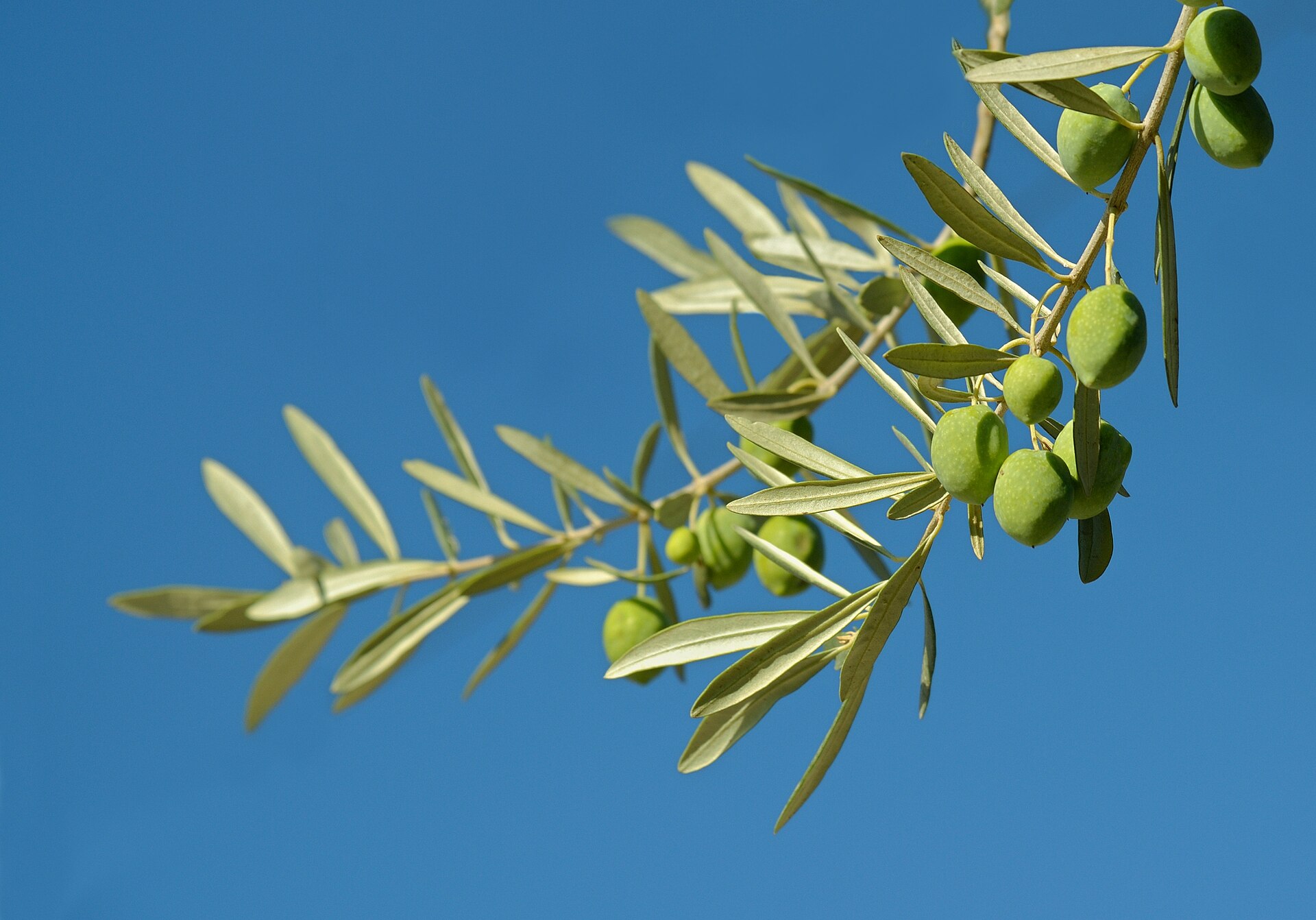 Olive Leaf: an olive branch with silvery-green leaves