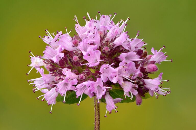 Pink oregano flowers in bloom