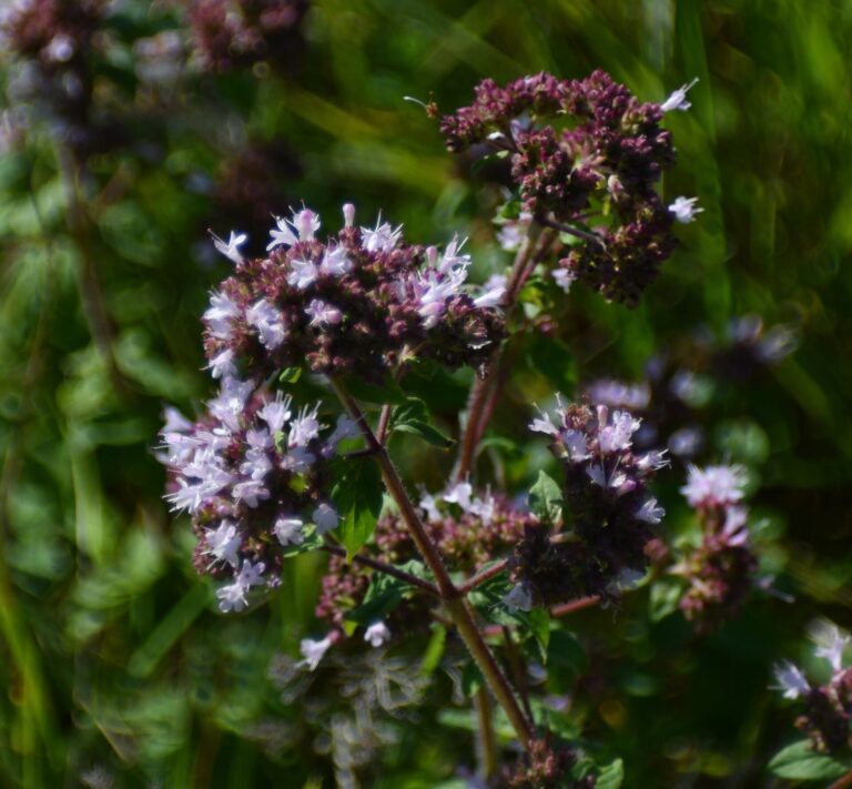 Oregano Oil: Origanum vulgare