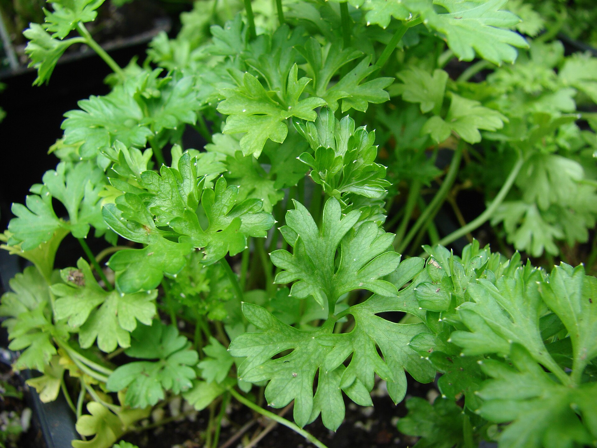 Fresh curly parsley growing