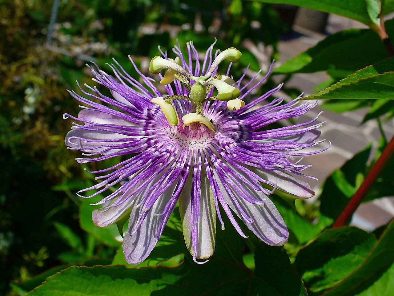 Passionflower (Passiflora incarnata) in bloom