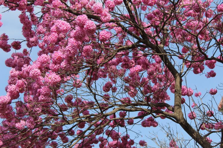 Pau d’Arco: Tabebuia Avellanedae Pink Trumpet Handroanthus Impetiginosus Wiki