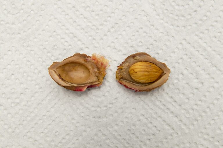 A split peach stone showing the kernel (seed) inside