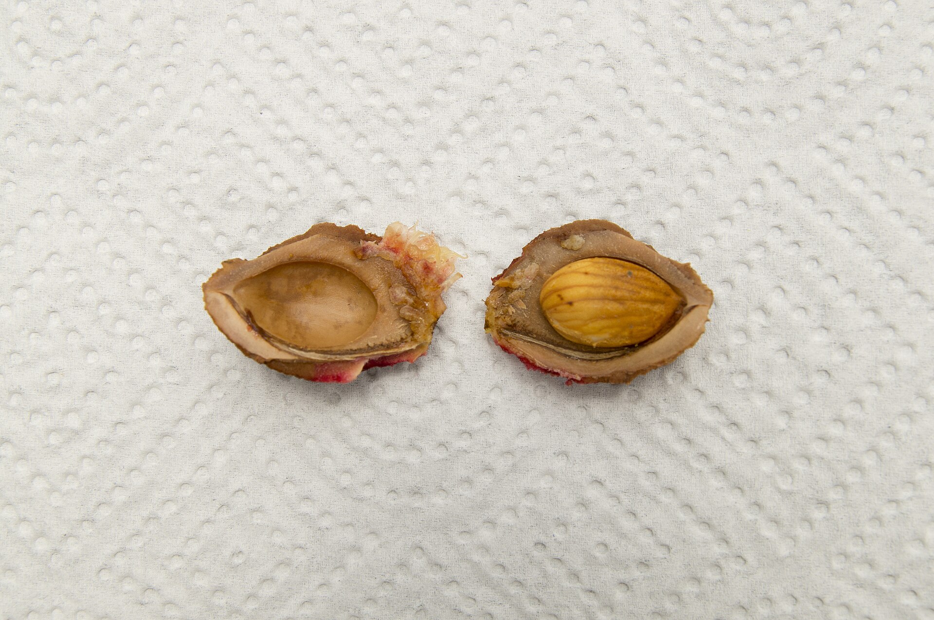 A split peach stone showing the kernel (seed) inside