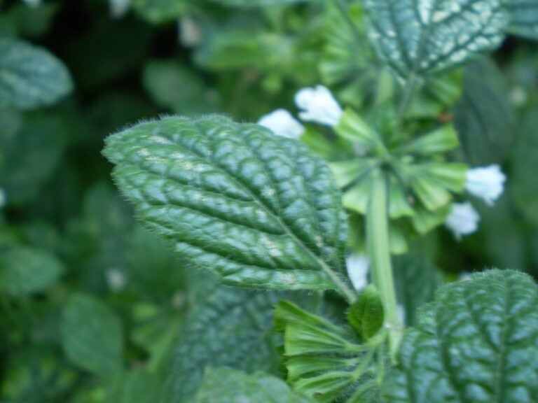 Peppermint: Mentha piperita 0.1 R