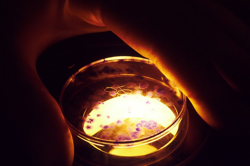 Petri dishes in a laboratory
