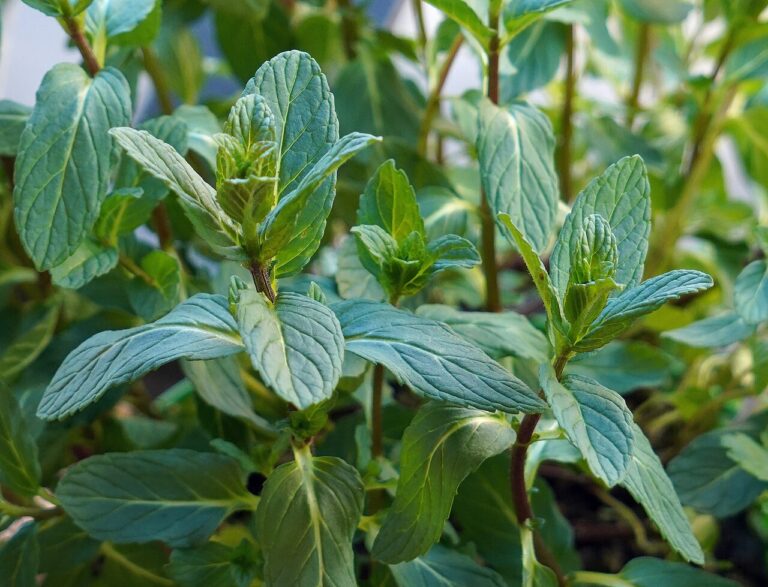 Fresh spearmint leaves (Mentha spicata)