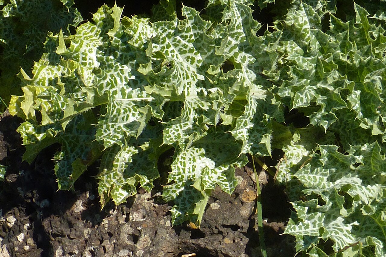 Milk thistle in flower