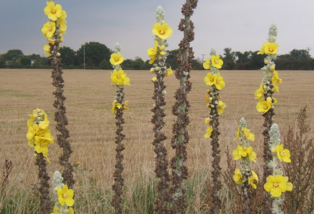 Mullein growing in a field