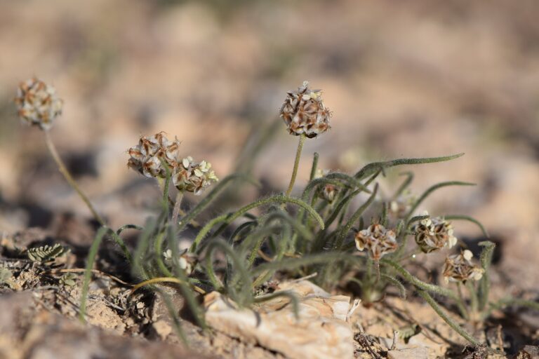 Psyllium (Plantago ovata) plants with seed heads