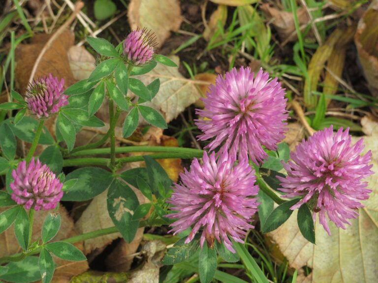 Red Clover: Trifolium pratense RF