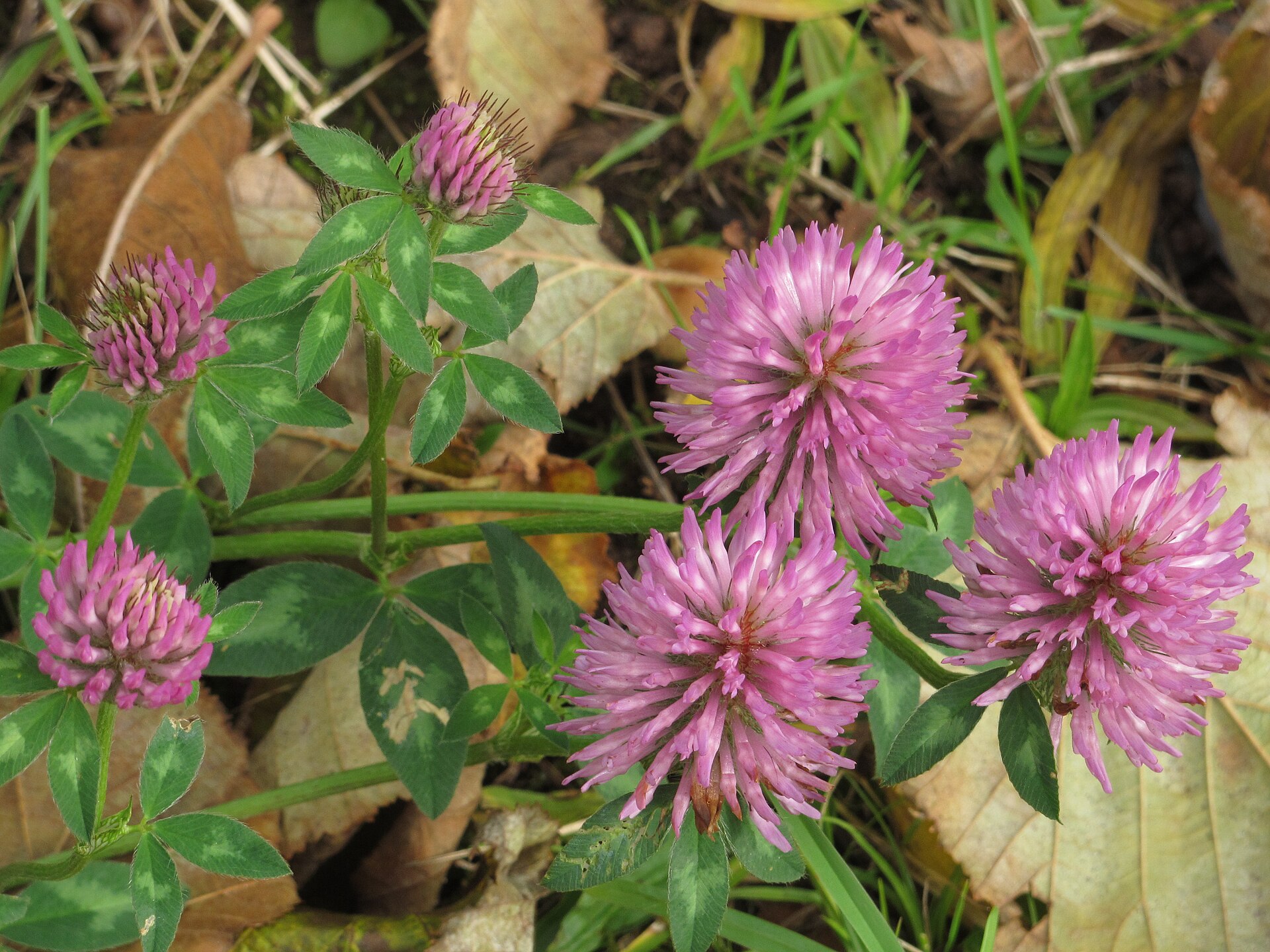 Red Clover: Trifolium pratense RF