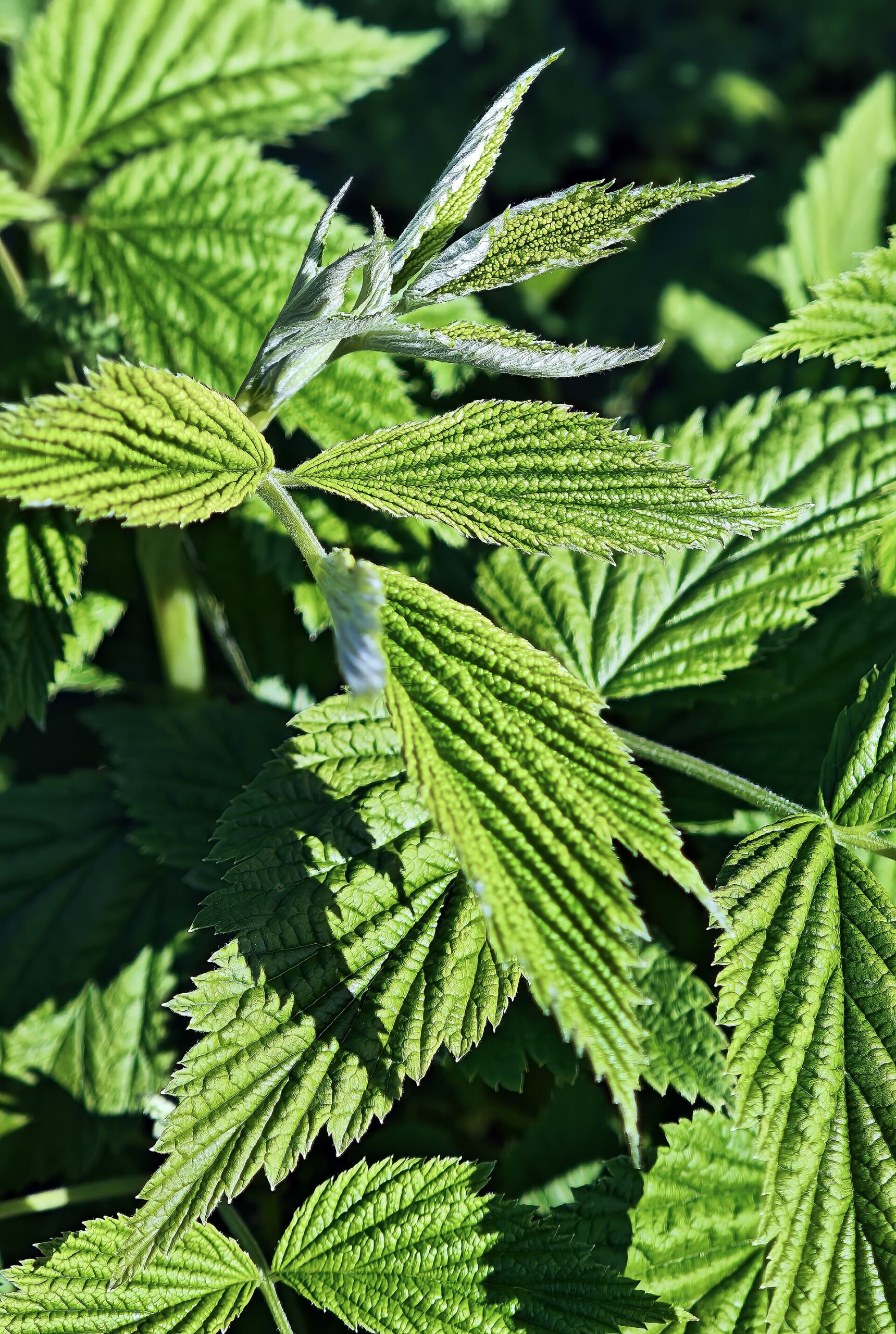 Fresh green red raspberry leaves on the plant