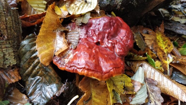 Reishi Mushroom: Ganoderma lucidum