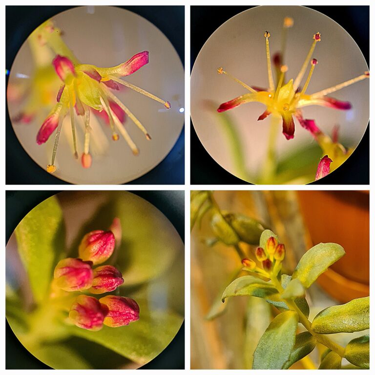 Rhodiola: Квіти золотого кореня (Rhodiola rosea)