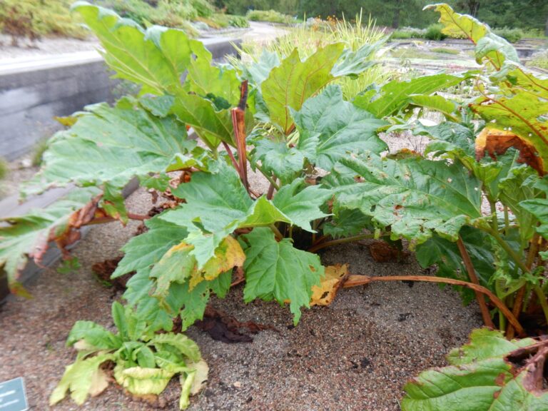Large leaves of a Chinese rhubarb (Rheum palmatum) plant