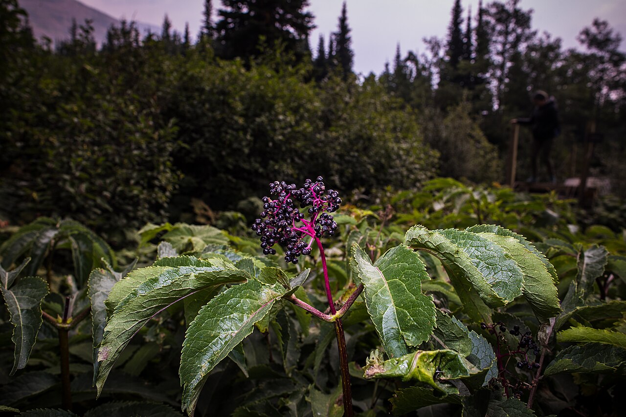Ripe elderberries on the branch
